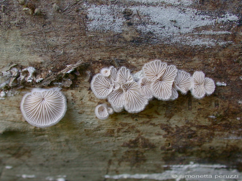 lignicoli (Crepidotus sp. + Schizophyllum commune)